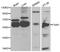 Fatty Acid Amide Hydrolase antibody, MBS127826, MyBioSource, Western Blot image 