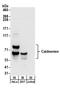 Caldesmon 1 antibody, A304-165A, Bethyl Labs, Western Blot image 