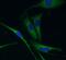 Ubiquitin C-Terminal Hydrolase L1 antibody, FNab09217, FineTest, Immunofluorescence image 