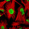 SRY-Box 9 antibody, AMAb90795, Atlas Antibodies, Immunofluorescence image 