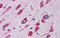 Cerebellin 4 Precursor antibody, 30-824, ProSci, Western Blot image 