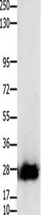 Claudin 14 antibody, TA322417, Origene, Western Blot image 