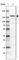 Protein timeless homolog antibody, HPA060655, Atlas Antibodies, Western Blot image 