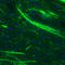 Myelin Basic Protein antibody, AMAb91063, Atlas Antibodies, Immunohistochemistry frozen image 
