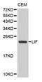 LIF Interleukin 6 Family Cytokine antibody, abx005951, Abbexa, Western Blot image 