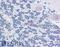 SRY-Box 2 antibody, LS-B3829, Lifespan Biosciences, Immunohistochemistry paraffin image 