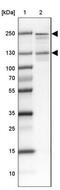 Pw1 antibody, NBP2-47624, Novus Biologicals, Western Blot image 