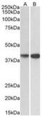 Endo G-like 1 antibody, NBP2-44323, Novus Biologicals, Western Blot image 