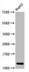 Histone Cluster 1 H2A Family Member E antibody, CSB-RA010385A0HU, Cusabio, Western Blot image 