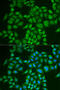 Prepronociceptin antibody, abx004890, Abbexa, Western Blot image 