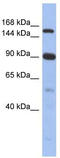 Nuclear Receptor Coactivator 2 antibody, TA343620, Origene, Western Blot image 