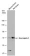 NRG-1 antibody, PA5-78627, Invitrogen Antibodies, Western Blot image 