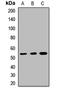 Lysine Demethylase 8 antibody, orb411858, Biorbyt, Western Blot image 