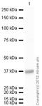Lactate Dehydrogenase A antibody, ab47010, Abcam, Western Blot image 
