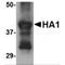 Influenza A Virus Hemagglutinin  antibody, NBP1-75504, Novus Biologicals, Western Blot image 