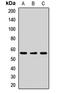 Serum/Glucocorticoid Regulated Kinase Family Member 3 antibody, LS-C668731, Lifespan Biosciences, Western Blot image 