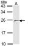 Endothelin-3 antibody, orb73705, Biorbyt, Western Blot image 