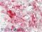 Ninein Like antibody, ARP46344_P050, Aviva Systems Biology, Immunohistochemistry frozen image 