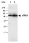 Serine/threonine-protein kinase 51PK antibody, ALX-803-321-C100, Enzo Life Sciences, Western Blot image 