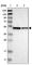ERGIC And Golgi 3 antibody, HPA015242, Atlas Antibodies, Western Blot image 