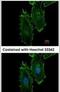 RAS guanyl-releasing protein 4 antibody, PA5-21597, Invitrogen Antibodies, Immunofluorescence image 