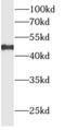 Allantoicase antibody, FNab00316, FineTest, Western Blot image 