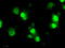 Inhibitor Of DNA Binding 3, HLH Protein antibody, TA500714, Origene, Immunofluorescence image 