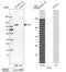 Gamma-interferon-inducible protein 16 antibody, HPA002134, Atlas Antibodies, Western Blot image 