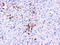 Cytochrome P450 Family 2 Subfamily E Member 1 antibody, AP23325PU-N, Origene, Immunohistochemistry paraffin image 