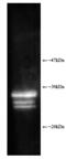 Proteasome 20S core subunits antibody, BML-PW8155-0025, Enzo Life Sciences, Western Blot image 