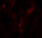 HOP Homeobox antibody, 8143, ProSci, Immunofluorescence image 
