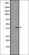 Nociceptin receptor antibody, orb335644, Biorbyt, Western Blot image 