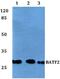 Basic Leucine Zipper ATF-Like Transcription Factor 2 antibody, A09891, Boster Biological Technology, Western Blot image 