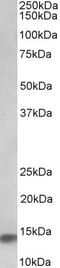 Caspase 12 (Gene/Pseudogene) antibody, 43-089, ProSci, Western Blot image 