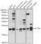 Dynactin Subunit 5 antibody, 16-321, ProSci, Western Blot image 