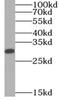 Ribonuclease T2 antibody, FNab07324, FineTest, Western Blot image 