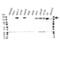 Receptor tyrosine-protein kinase erbB-3 antibody, VPA00003, Bio-Rad (formerly AbD Serotec) , Western Blot image 