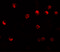 NLR Family Pyrin Domain Containing 11 antibody, 5969, ProSci, Immunofluorescence image 