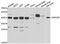 DnaJ homolog subfamily B member 6 antibody, A7052, ABclonal Technology, Western Blot image 