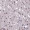 Jupiter Microtubule Associated Homolog 1 antibody, NBP2-32492, Novus Biologicals, Immunohistochemistry frozen image 