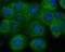 F-box only protein 32 antibody, A02531, Boster Biological Technology, Immunocytochemistry image 