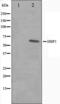 HMG box-containing protein 1 antibody, orb224414, Biorbyt, Western Blot image 