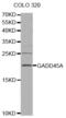 Growth Arrest And DNA Damage Inducible Alpha antibody, abx000876, Abbexa, Western Blot image 