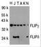 CASP8 And FADD Like Apoptosis Regulator antibody, 2055, ProSci Inc, Western Blot image 