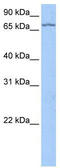 La Ribonucleoprotein Domain Family Member 7 antibody, TA343848, Origene, Western Blot image 