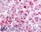 G Protein-Coupled Receptor 152 antibody, LS-A437, Lifespan Biosciences, Immunohistochemistry frozen image 