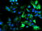 Ribophorin I antibody, LS-C173362, Lifespan Biosciences, Immunofluorescence image 