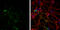 Glutamate Decarboxylase 2 antibody, GTX113192, GeneTex, Immunofluorescence image 