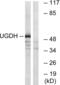 UDP-Glucose 6-Dehydrogenase antibody, abx014990, Abbexa, Western Blot image 