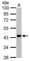 Renin-1 antibody, LS-B12461, Lifespan Biosciences, Western Blot image 
